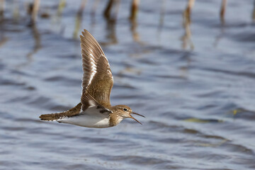 Common sandpiper is migratory bird