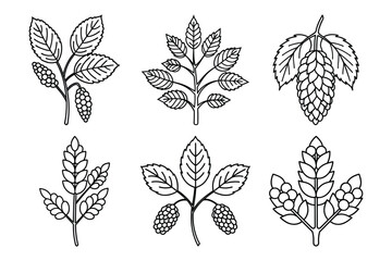 Watercress sets icon vector on White Background ,Vector Art Illustration on white background.