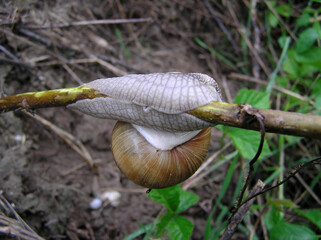 Weinbergschnecke h&auml;ngend am Ast