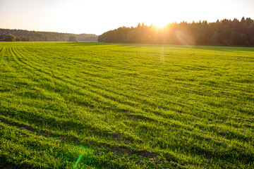 Large green farm field at sunset