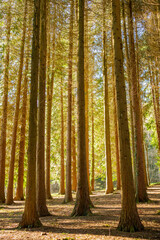 autumn forest in the morning