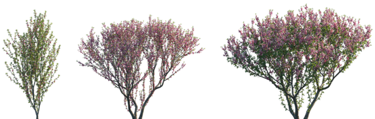 Set of Prunus persica (The peach) blossoming frontal street trees isolated png on a transparent background perfectly cutout