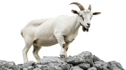 White goat standing on rocks with transparent background