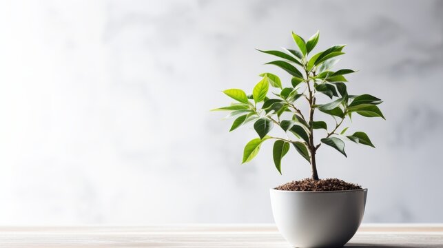 Minimalist depiction of a business dedicated to social responsibility and eco friendly initiatives