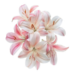Fototapeta premium Ethereal Lily Bouquet: A cluster of delicate pink and white lilies, their petals gently unfurling to reveal intricate details, radiates elegance and serenity.