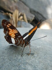 Butterfly in the jungle