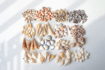 Collection of assorted small scallop seashells. a group of sea shells laying.