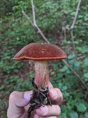 Brightly colored mushroom Boletus erythropus in a summer deciduous forest