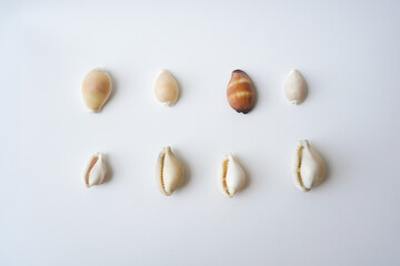 Seashells on white background. collection of many different sea shells. top view, flat lay