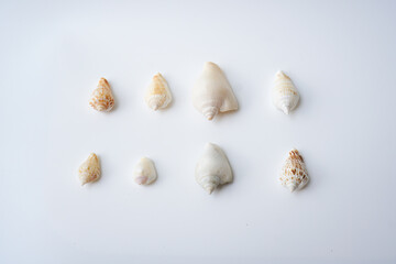 Seashells on white background. collection of many different sea shells. top view, flat lay