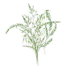 Obraz premium Field oats, corn and grass with spikelet bouquet watercolor illustration set isolated background. Hand drawn summer meadow plant. Floral farm composition for rustic decor, greeting card, stationery