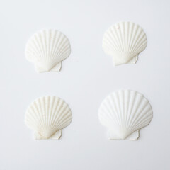 Seashells on white background. collection of many different sea shells. top view, flat lay