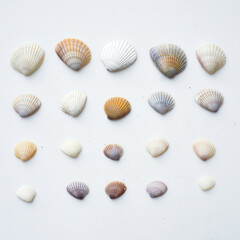 Seashells on white background. collection of many different sea shells. top view, flat lay