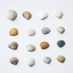 Seashells on white background. collection of many different sea shells. top view, flat lay