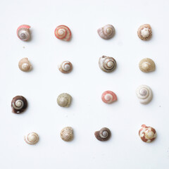 Seashells on white background. collection of many different sea shells. top view, flat lay © SandyHappy