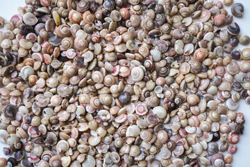 Seashells background. Assortment of seashells. seashells on the beach.