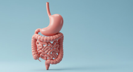 ** Human Digestion Anatomy: Stomach & Intestines Illustration | Gut Health, Digestion System, Medical Concept, Biology, Healthcare, Medical, Anatomy