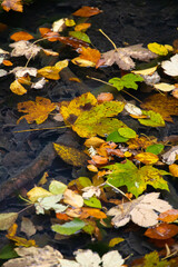 Jesienne liście w Czarnym Stawie w Krynicy.