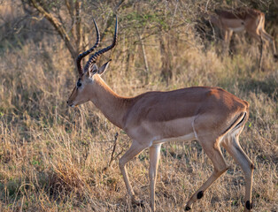 Afrikanische Tiere Impalas auch Schwarzfersenantilope oder Schwarznasenimpala genannt, im Busch vom...