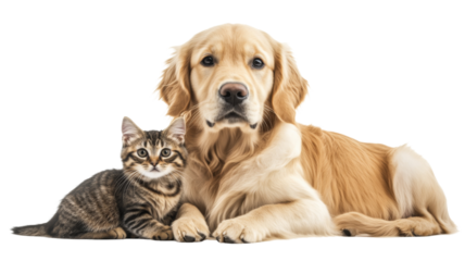 Golden retriever dog and kitten lying together on transparent background