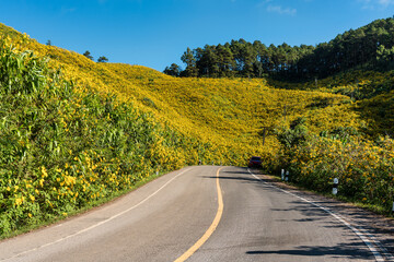 Naklejka premium Scenic road through yellow field of Tree Marigold or Mexican Sunflower blooming on hillside in Doi Mae U Kho
