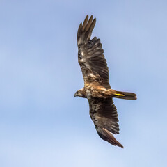 Western Marsh Harrier