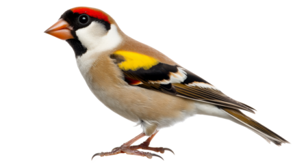 European goldfinch standing on transparent background