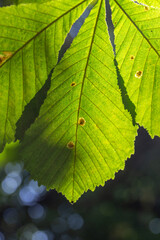 Green leaf of a garden plant in sunlight macro photography. The texture of a juicy leaf on a sunny summer day, close-up photo. Fresh greens with deep shadows in the summertime.
