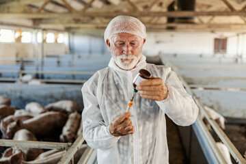 Portrait of senior veterinarian preparing injection for ill pigs at pig farm.
