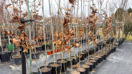Barren trees in pots at a nursery, winter planting, seasonal gardening, outdoor plant care