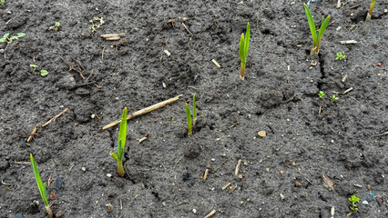 Young green shoots emerging from fertile soil, symbolizing growth and rejuvenation, ideal for springtime and gardening themes