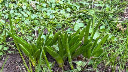 Obraz premium Young green sprouts in a garden bed, symbolizing spring renewal and Earth Day gardening activities