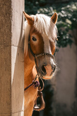 Haflinger Horse Relaxing in Warm Sunlight