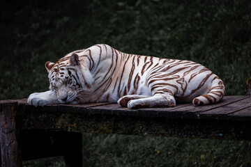 White Tiger Resting