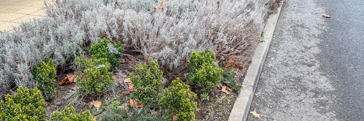 Urban roadside garden with green shrubs and dormant lavender, winter landscaping, curb appeal ideas