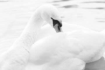 white swan on the lake black and white