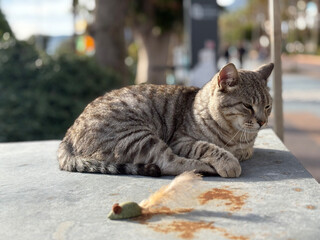 Tabby cat resting. High quality photo