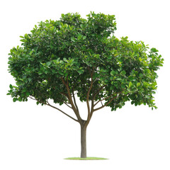 Obraz premium Close up view of a lush green tree against a Transparent background showcasing its vibrant leaves and structure, Tree on White background, real close up decorate tree in brown pod isolate die cut file