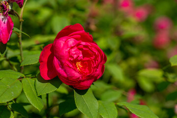 Blossom red rose flower macro photography on a sunny summer day. Garden rose with scarlet petals close-up photo in the summertime. Scarlet rosa floral background.	
