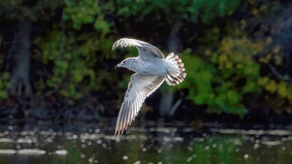 Seagull flying over the calm lake.