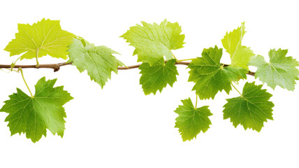 Branch of vine leaves growing on transparent background