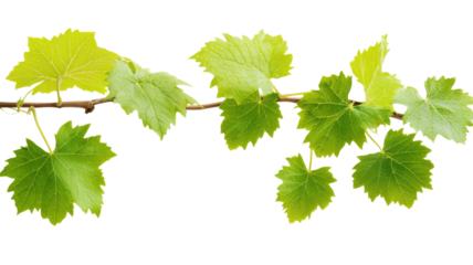Branch of vine leaves growing on transparent background