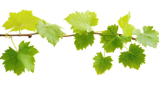 Branch of vine leaves growing on transparent background