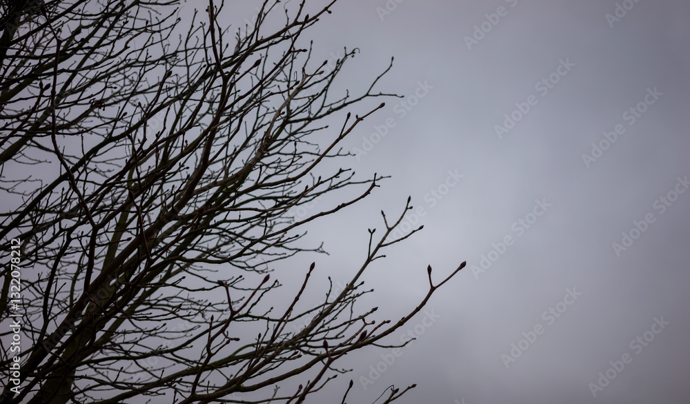 Poster a tree with bare branches and a cloudy sky in the background