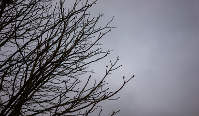 A tree with bare branches and a cloudy sky in the background