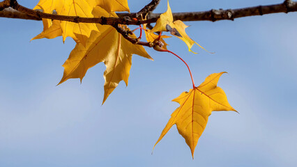 The maple leaf colour in the fall.