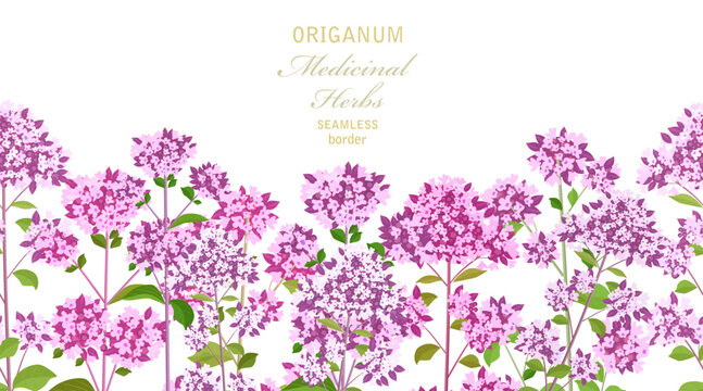 seamless border with origanum blooming herbs. meadow of oregano flowers