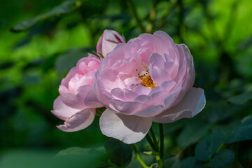 Fototapeta premium Blooming pink rose flower macro photography on a sunny summer day. Garden rose with pink petals close-up photo in the summertime. Tender rosa floral background. 