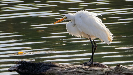 An egret stays by water to wait for prey.