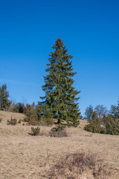 a single standing large spruce tree in a juniper heathland
